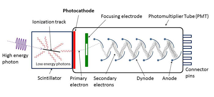 Diagram from wikipedia of the operation of a photomultiplier tube. High energy photon enters at the left into a scintillator, which releases low-energy photons, some of which strike the photocathode and release primary electrons. A focusing electrode guides these onto the dynodes and each collision releases secondary electrons eventually culminating in a strong signal at the anode.
